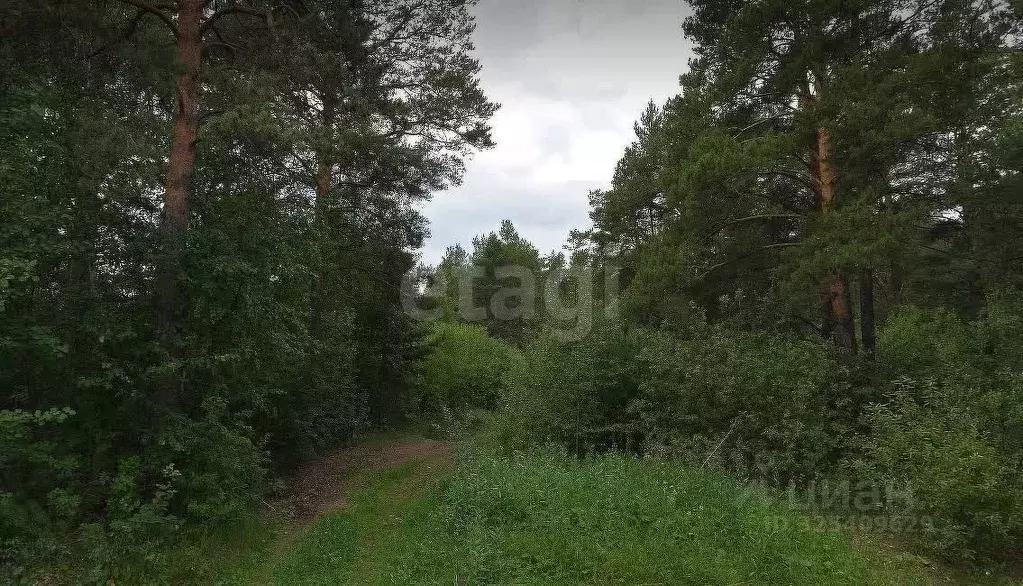 Участок в Свердловская область, Екатеринбург Северка-1 садоводческий ... - Фото 2