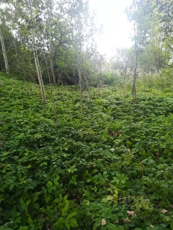 Участок в Псковская область, Островский район, Бережанская волость, д. ... - Фото 1