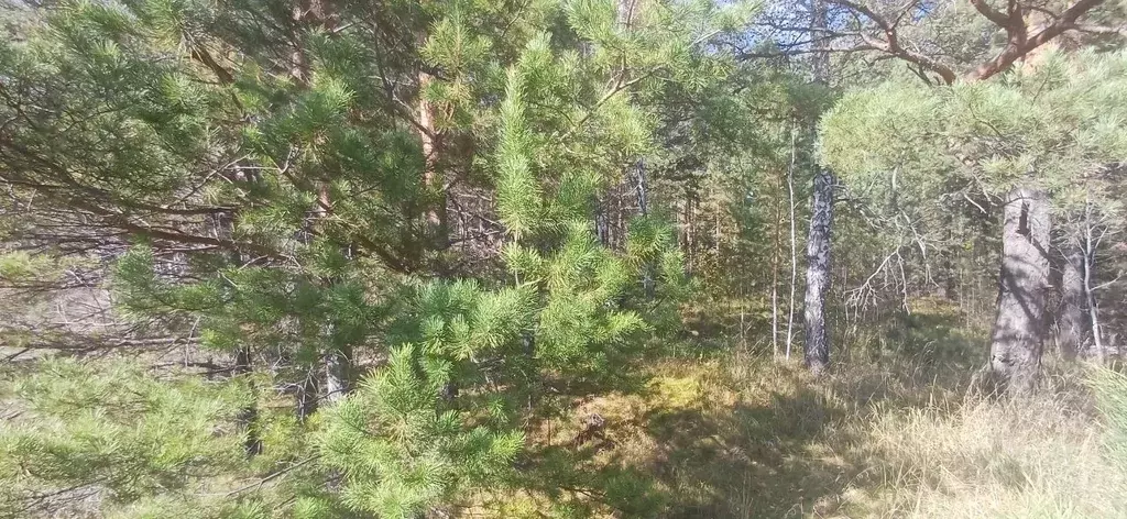 Участок в Алтайский край, Первомайский район, с. Фирсово  (13.0 сот.) - Фото 1