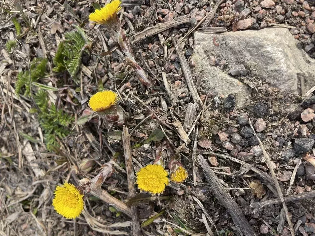 Участок в Ленинградская область, Коммунар г. Гатчинский муниципальный ... - Фото 1