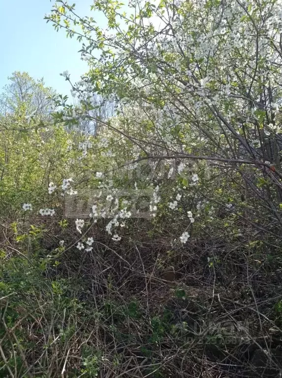 Участок в Севастополь с. Передовое, ул. Приклубная (8.1 сот.) - Фото 2