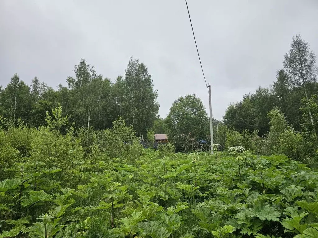 Участок в Московская область, Рузский городской округ, пос. Беляная ... - Фото 1