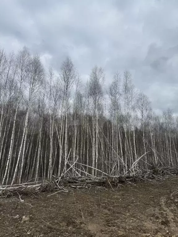 Участок 6,24 га (СНТ, ДНП) - Фото 1