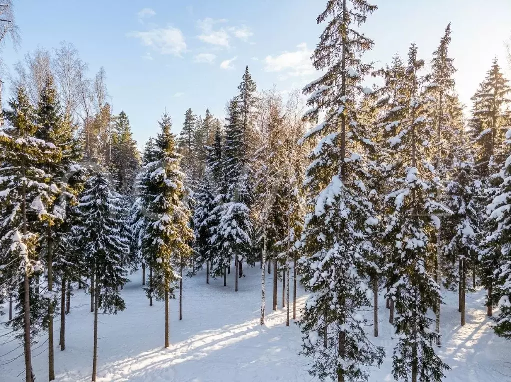 Участок в Ленинградская область, Выборгский район, пос. Первомайское  ... - Фото 1