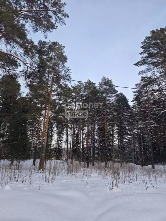 Участок в Томская область, Томский район, Богашевское с/пос, Нефтяник ... - Фото 1