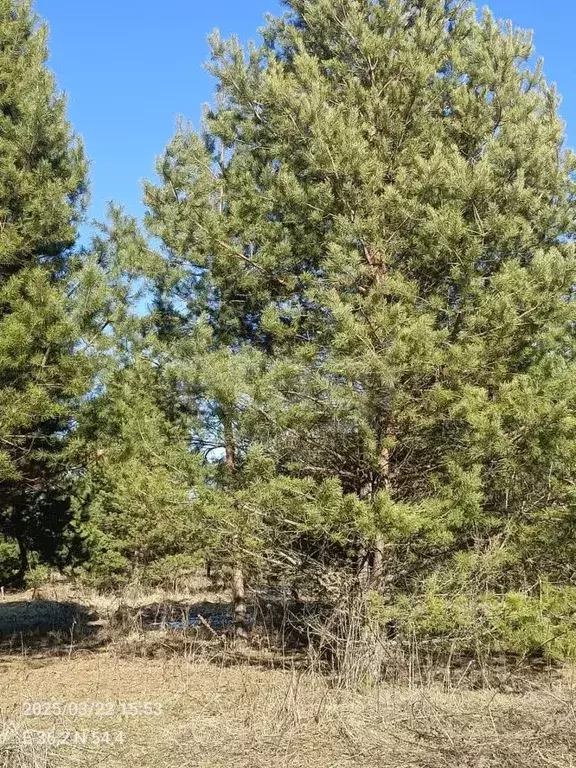 Участок в Калужская область, Перемышльский муниципальный округ, ... - Фото 2