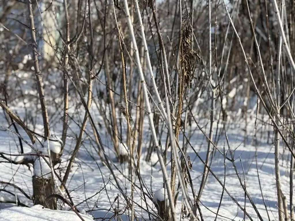 Участок в Белгородская область, Белгородский район, Никольское с/пос, ... - Фото 1
