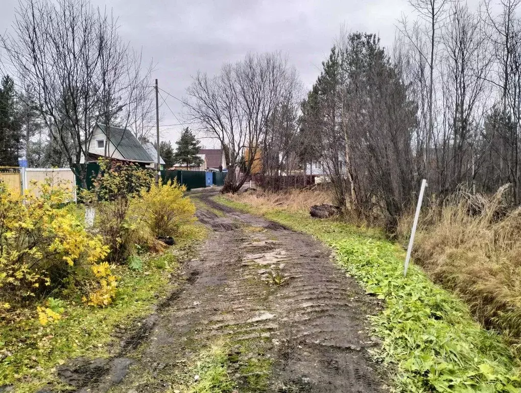 Участок в Архангельская область, Приморский муниципальный округ, Борок ... - Фото 1