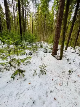 Участок в Свердловская область, Ревда  (15.4 сот.)