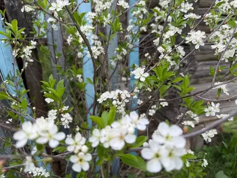 Дом в Вологодская область, Великоустюгский муниципальный округ, д. ...