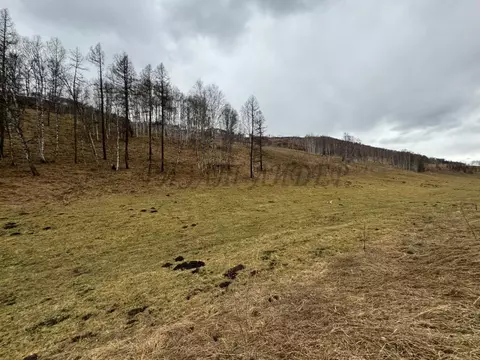 Участок в Алтай, Усть-Коксинский район, с. Тихонькая Центральная ул. ...