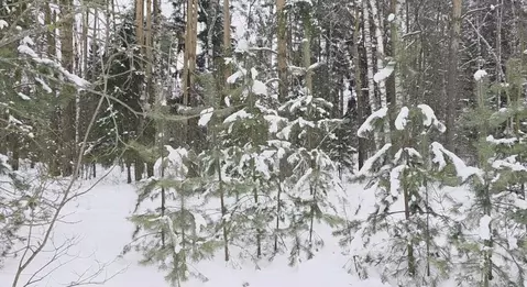 Участок в Московская область, Щелково городской округ, пос. Литвиново  ...