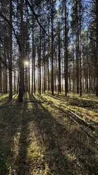 Участок в Свердловская область, Белоярский муниципальный округ, Рябина ...