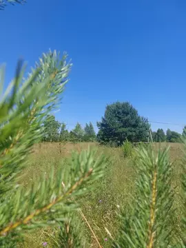 Участок в Калужская область, Перемышльский район, Большие Козлы с/пос, ...