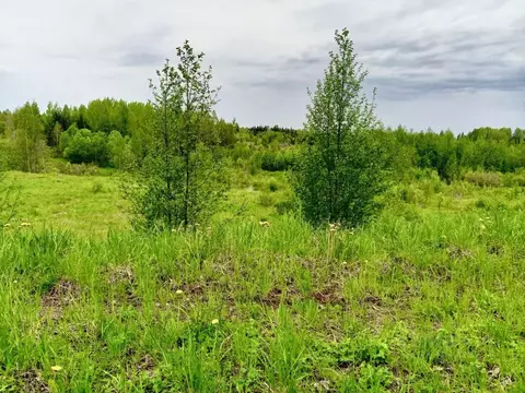Участок в Новгородская область, Окуловский район, Березовикское с/пос, ...