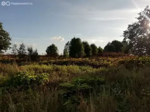 Участок в Волосовский район, деревня Клопицы (21 м)