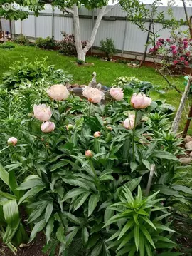 Дом в Ленинградская область, Кировское городское поселение, садовый ...