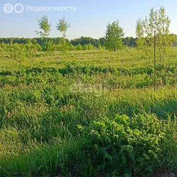 Участок в Пермский край, Ильинский муниципальный округ, село Филатово ...