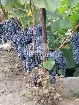 Дом в Омская область, Омск Восток СНТ, аллея 6-я (25 м)