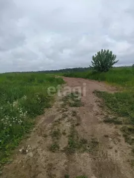 Участок в Вологодская область, д. Сорошнево (Сосновский сельсовет)  ...