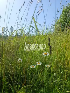 Участок в Ленинградская область, Гатчинский район, Сиверский СНТ  (7.0 ...