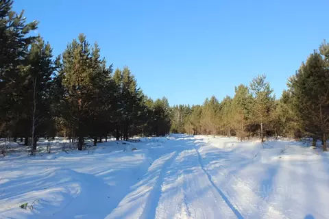 Участок в Алтайский край, Первомайский район, с. Фирсово  (13.0 сот.)