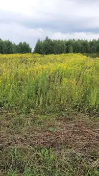 Участок в Нижегородская область, Богородский муниципальный округ, д. ...