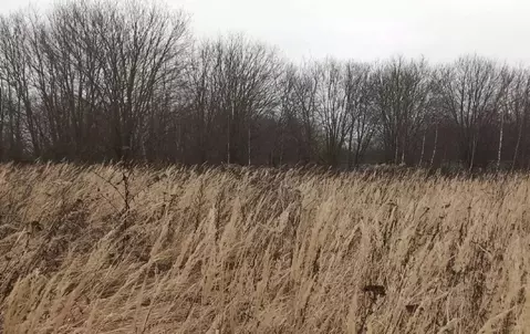 Участок в Московская область, Дмитровский муниципальный округ, д. ...