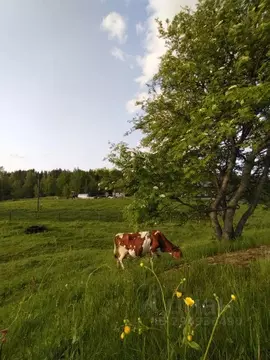 Дом в Карелия, Лахденпохский муниципальный округ, пос. Терваярви ул. ...