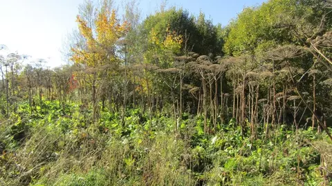 Участок в Московская область, Рузский муниципальный округ, д. Неверово ...