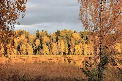 Участок в Московская область, Дмитровский муниципальный округ, пос. ...
