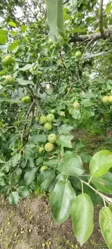 Дом в Тюменская область, Тюмень Ягодное СНТ, ул. Малиновая (20 м)