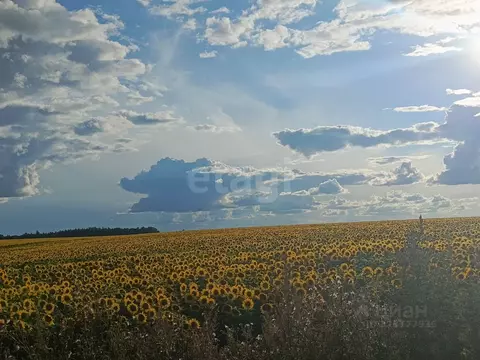 Участок в Тульская область, Ясногорский район, Ревякинское с/пос, д. ...