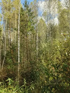 Участок в Московская область, Клин городской округ, Электрощит СНТ 417 ...