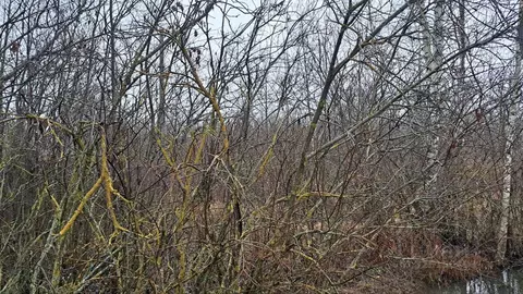 Участок в Московская область, Дубна  (6.03 сот.)