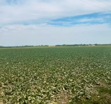 Участок в Чеченская республика, Грозный пл. Ахмата Кадырова (8500.0 ...