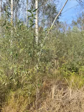 Участок в Московская область, Шатура муниципальный округ, Деревня сл.  ...