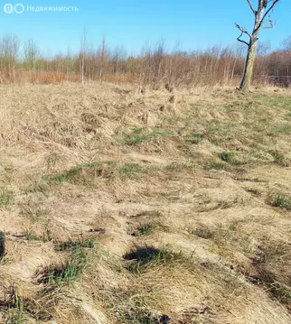 Участок в Калининград, СНТ Родник, Дачная улица (12 м)