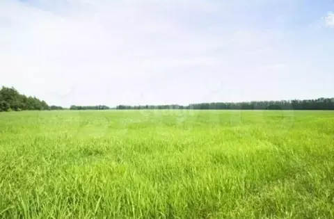 Участок в Калужская область, Дзержинский муниципальный округ, Совхоз ...