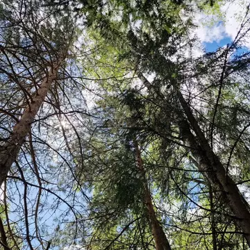 Участок в Калужская область, Совхоз Боровский с/пос, д. Сороковеть  ...