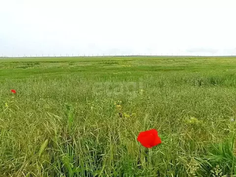 Участок в Крым, Ленинский район, с. Батальное ул. Полевая (960.91 ...