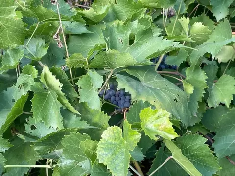 Дом в Белгородская область, Чернянский район, Большанское с/пос, ...
