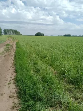 Участок в Омская область, Большереченский район, с. ...