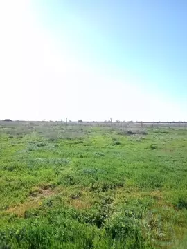 Участок в Крым, Сакский район, Молочненское с/пос уч8 (6.0 сот.)