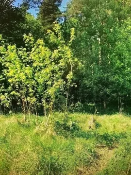 Участок в Калужская область, Ферзиковский район, Авчурино с/пос, с. ...