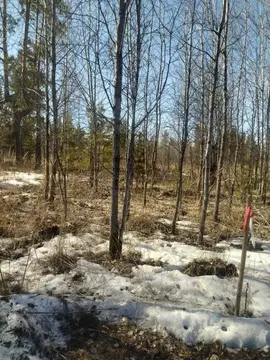 Участок в Свердловская область, Белоярский муниципальный округ, ДП ...