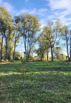 Участок в Алтайский край, Первомайский район, с. Санниково проезд ...