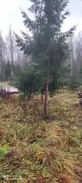 Дом в Шумское сельское поселение, деревня Бабаново, улица Новостроя, ...