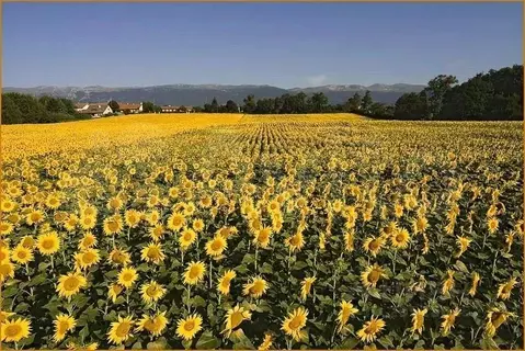 Участок в Адыгея, Теучежский район, Пчегатлукайское с/пос, Красненский ...