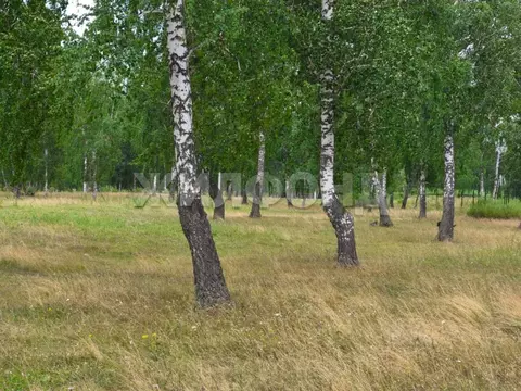 Участок в Новосибирская область, Новосибирский район, Ярковский ...